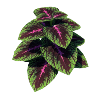 Planta de Sol - Forração - Coleus