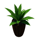 Planta de Sombra - Folhagem - Asplênio