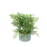 Planta de sombra - Pendente - Avenca