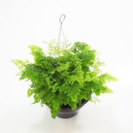 Planta de sombra - Pendente - Avenca