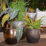 Vaso Organne Portugal- Vitrificados