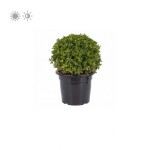 Planta de Sol - Arbusto - Buxinho