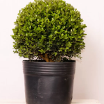 Planta de Sol - Arbusto - Buxinho