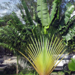 Planta de Sol - palmeira - Palmeira Ravenala