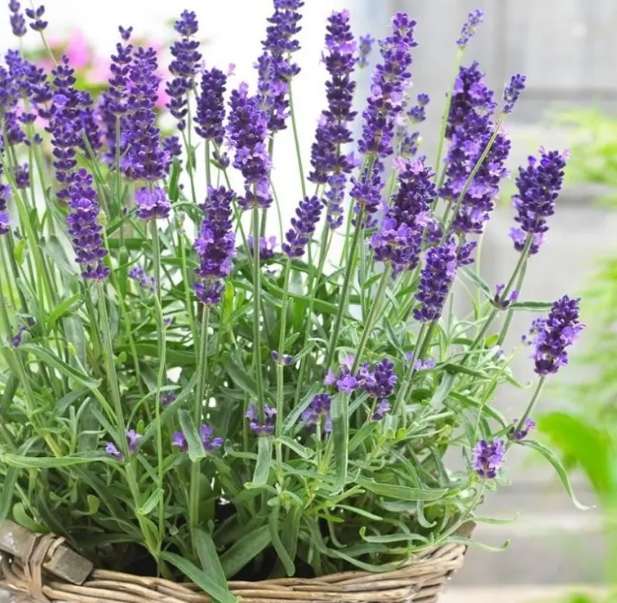 LAVANDA