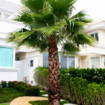 Planta de Sol - Palmeira - Palmeira Washingtonia