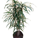 PLanta de Sol - Arbusto - Pleomele
