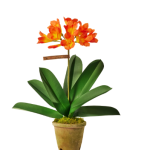 Planta de Sol - Flor - Clívia