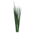 Planta de sol - hortaliça - Cebolinha
