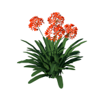 Planta de Sol - Flor - Clívia