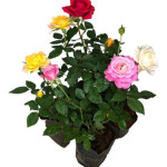 Planta de Sol - Flores - Roseiro/rosas