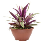 Planta de Sol - Forração - Abacaxi Roxo