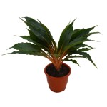 Planta de Sombra - Forração - Lumina