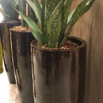 Vaso Organne Oceania - Vitrificados