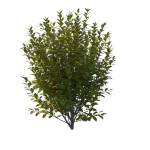 Planta de Sol - Arbusto - Ligustro