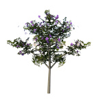 planta de Sol - Arvore - Manaca da Serra