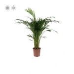 Planta de Sol - palmeira - areca bambu