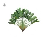 Planta de Sol - palmeira - Palmeira Ravenala