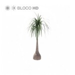 Planta de Sol - Palmeira - Pata de Elefante