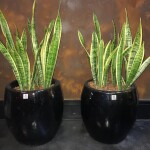 Vaso Organne Portugal- Vitrificados
