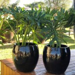 Vaso Organne Portugal- Vitrificados